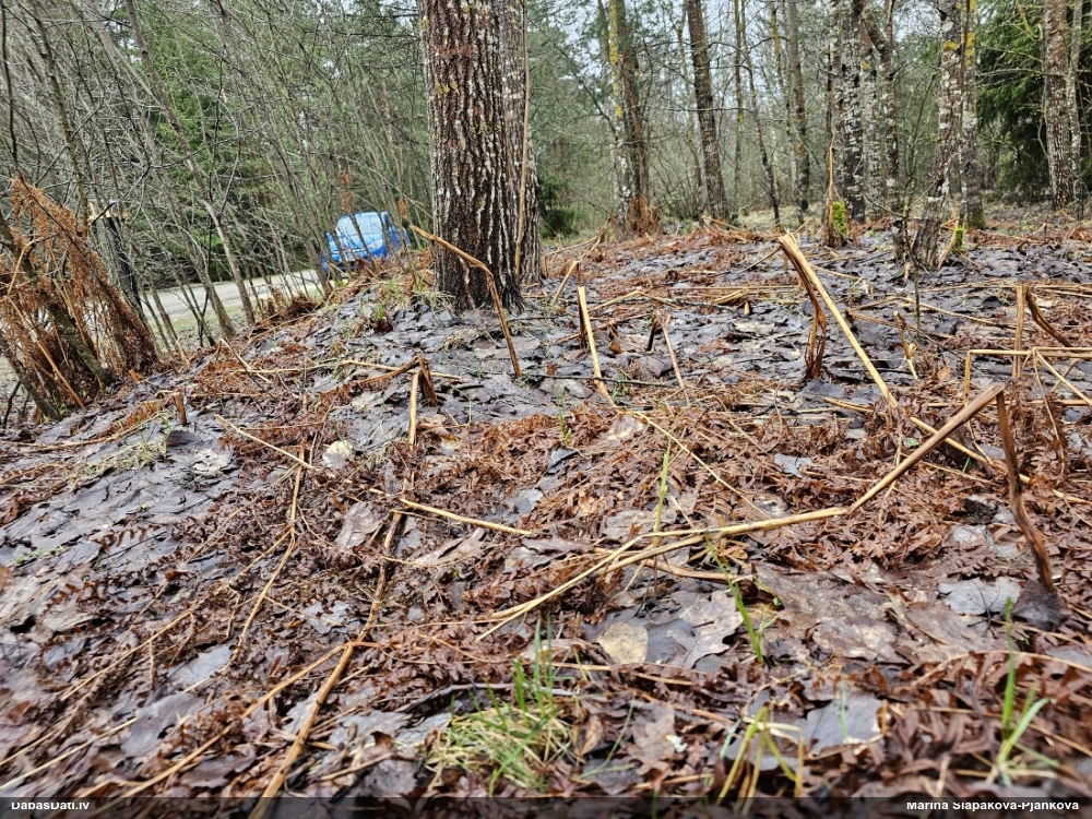 Gļotsēne (nenoteikta)