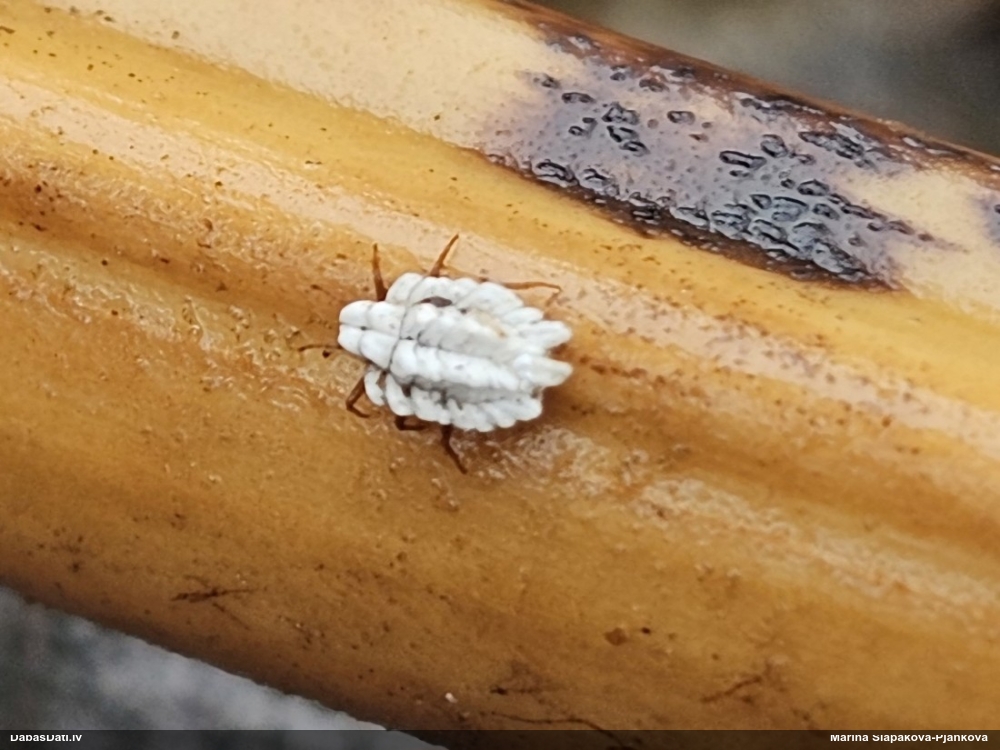 Bruņuts Newsteadia floccosa