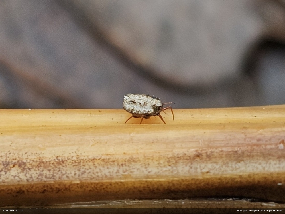 Bruņuts Newsteadia floccosa