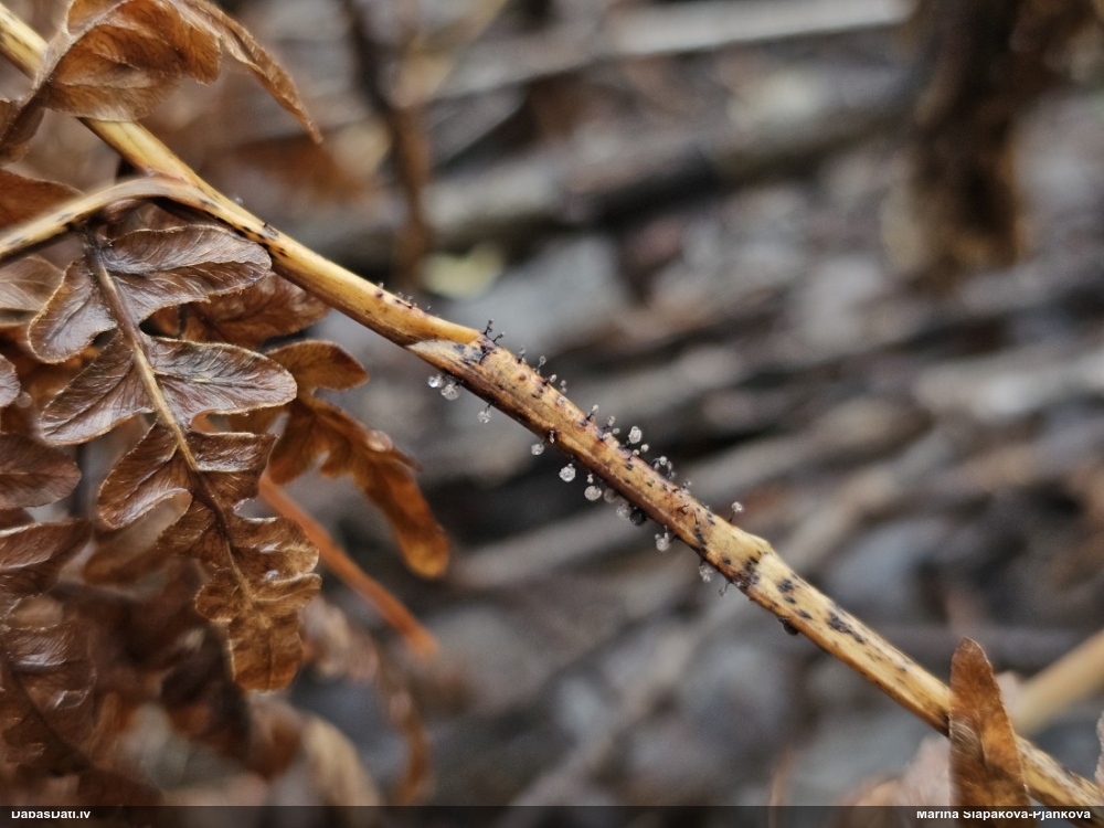 Lampīte (nenoteikta)