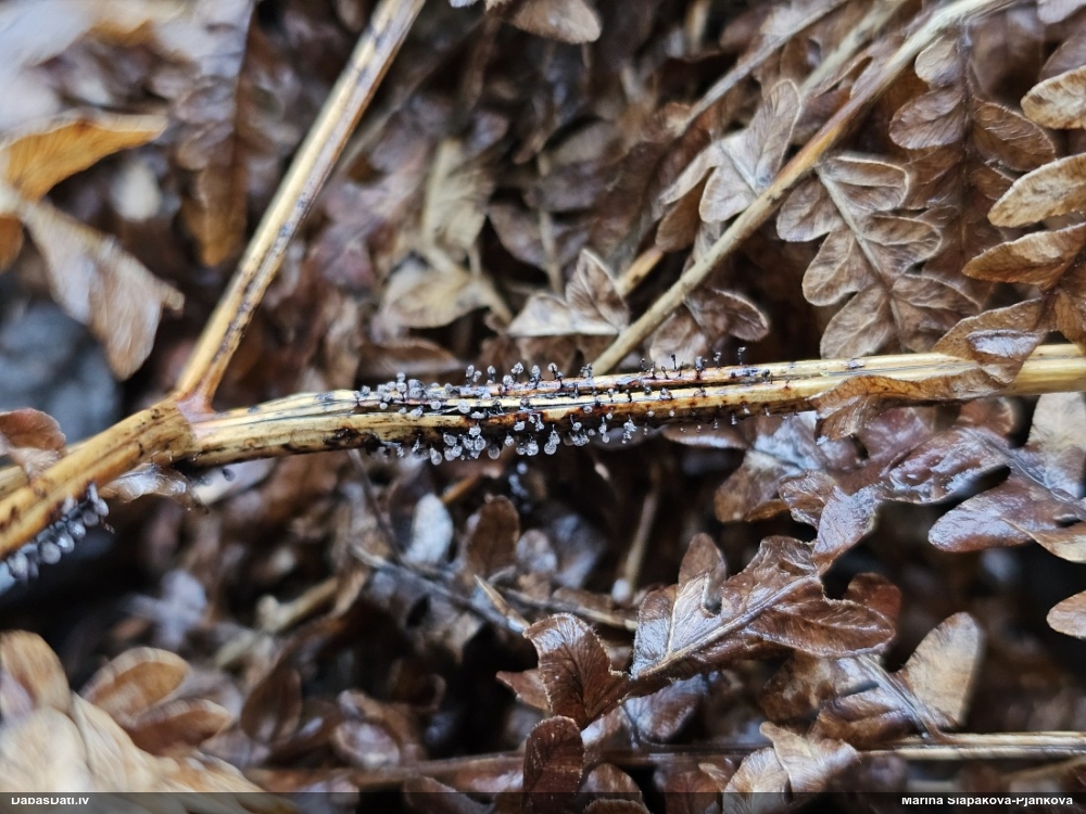 Lampīte (nenoteikta)