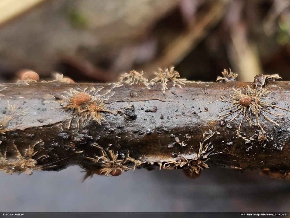 Sēne Hypoxylon sp.