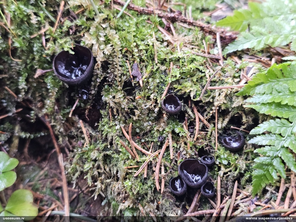 Melnā spožkausene (pseidoplektānija)