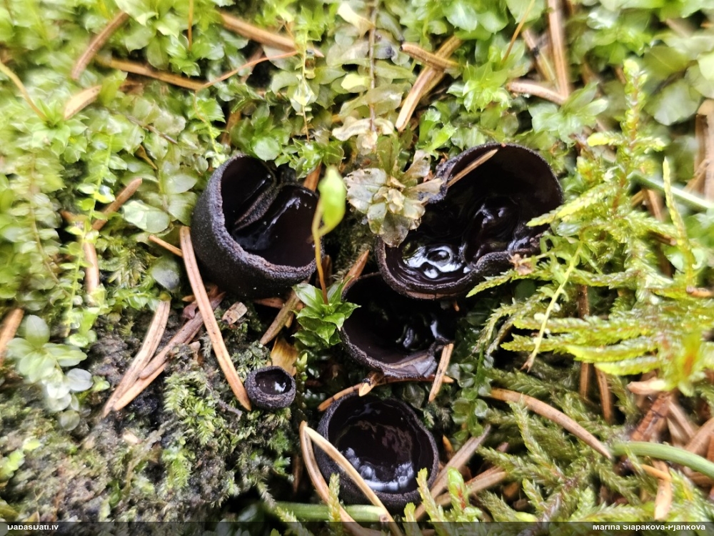 Melnā spožkausene (pseidoplektānija)