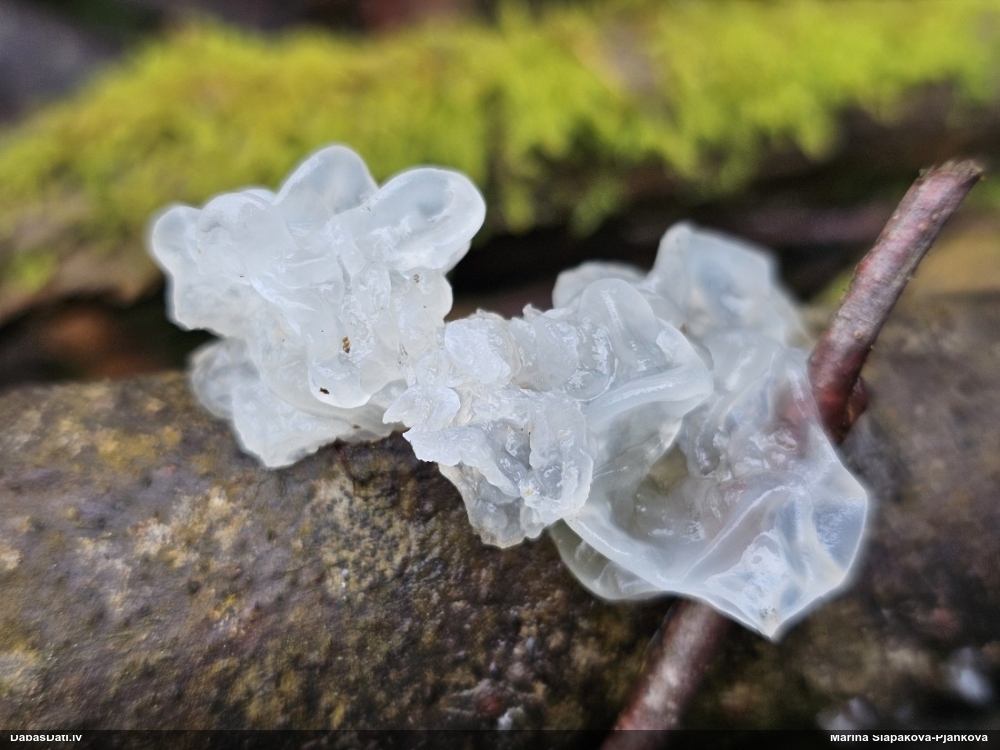 оранжевая, пленчатая дрожалка
