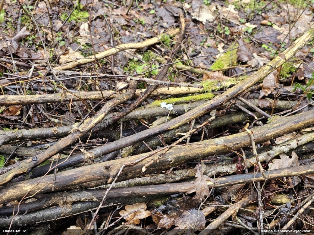 оранжевая, пленчатая дрожалка