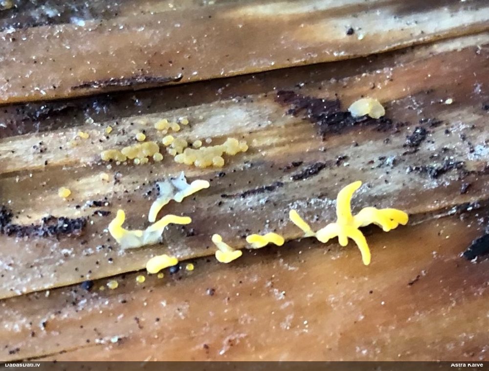 Zaraine Calocera furcata