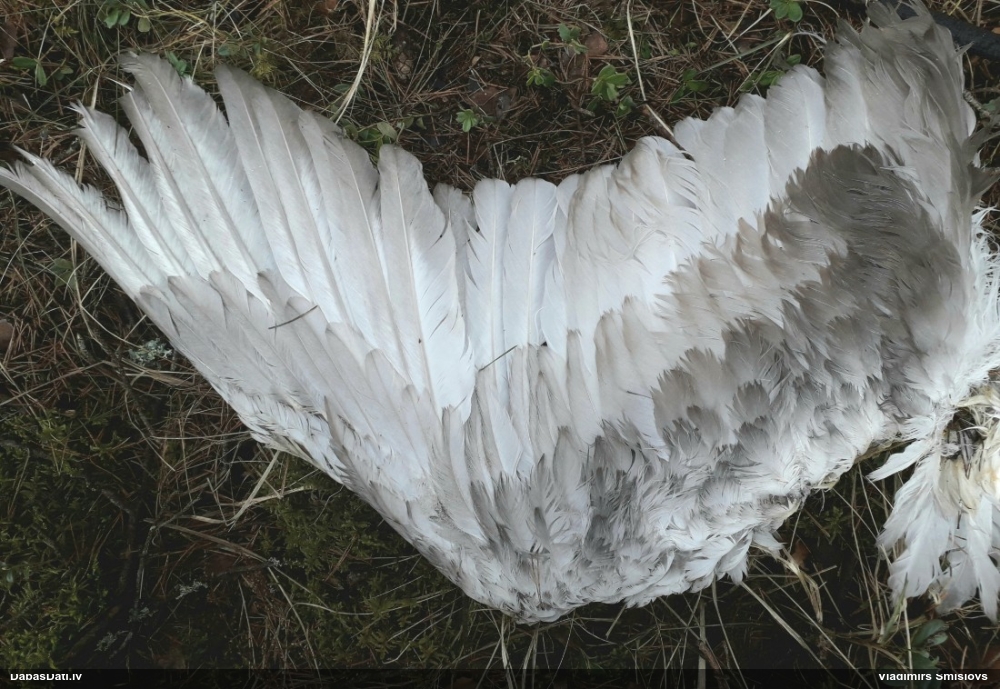 лебедь-шипун