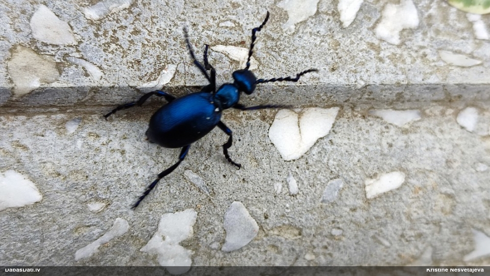 Zilā eļļas vabole