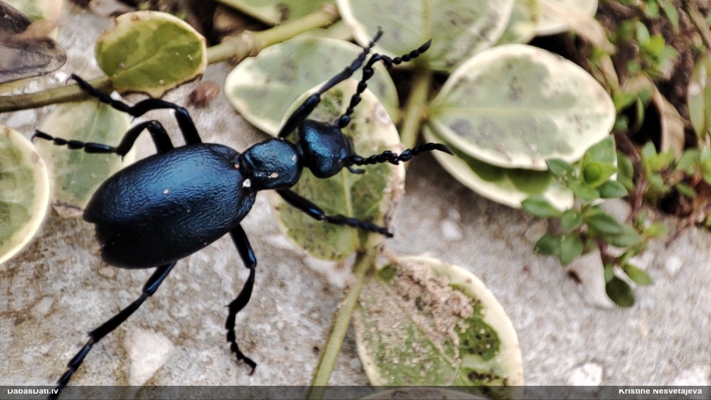 Zilā eļļas vabole