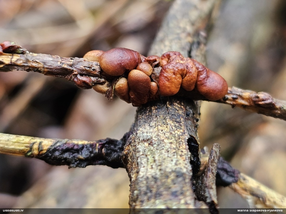 Ķērpjveida žagarainis