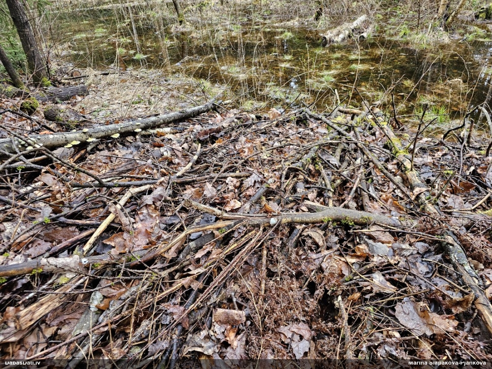 Ķērpjveida žagarainis