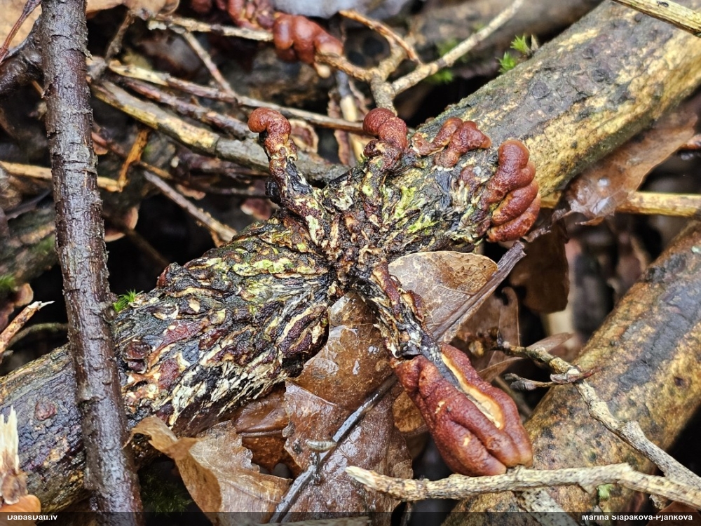 Ķērpjveida žagarainis