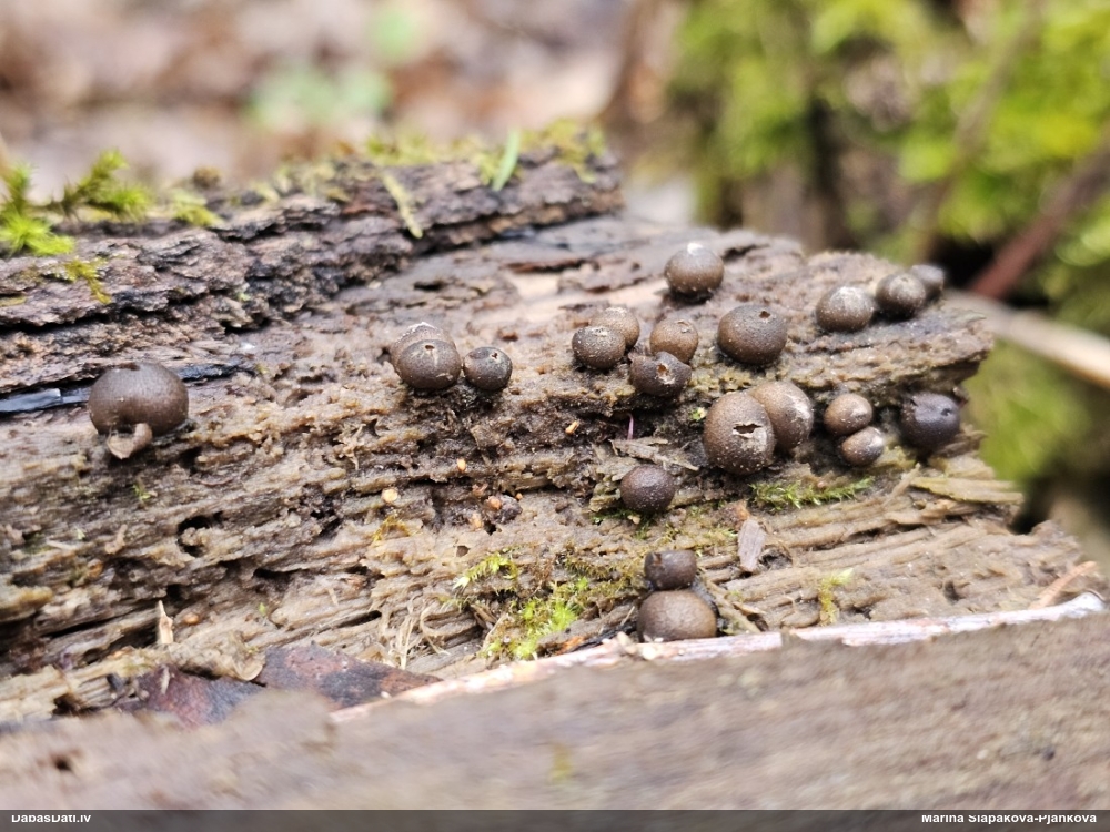 Koksnes vilkpienaine