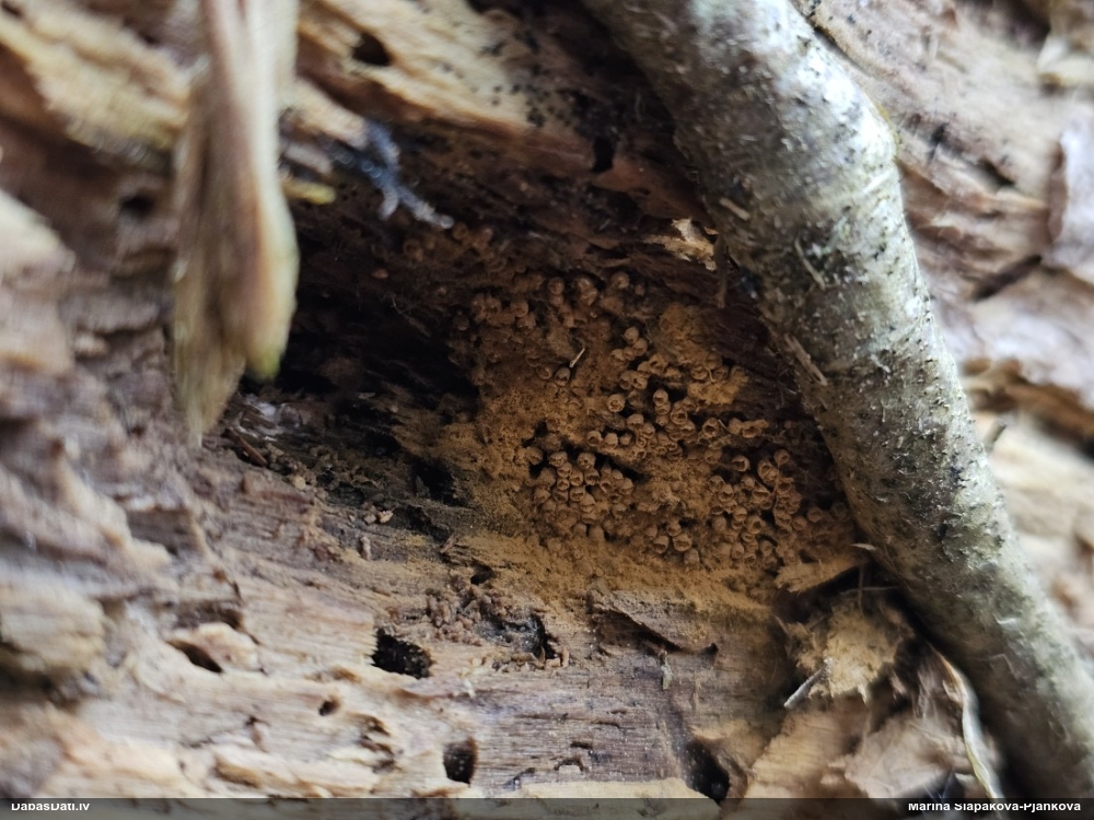 Trihija, hemitrihija (nenoteikta)