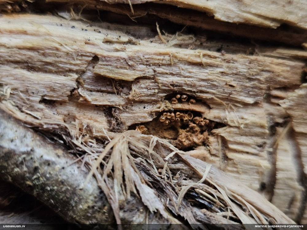 Trihija, hemitrihija (nenoteikta)