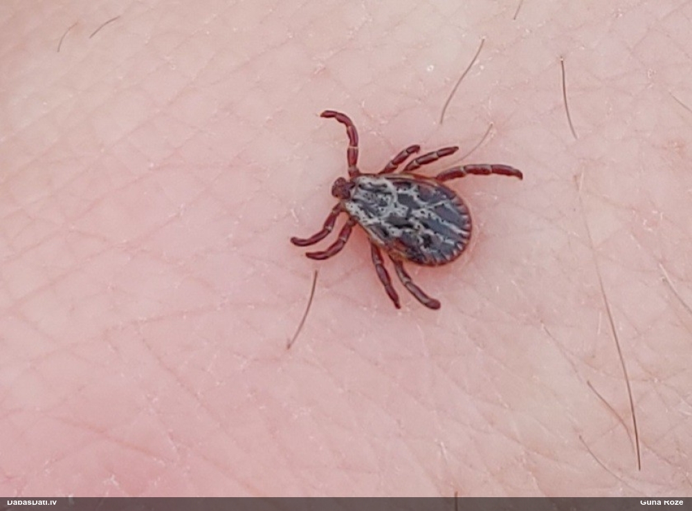 Ornamentētā pļavērce