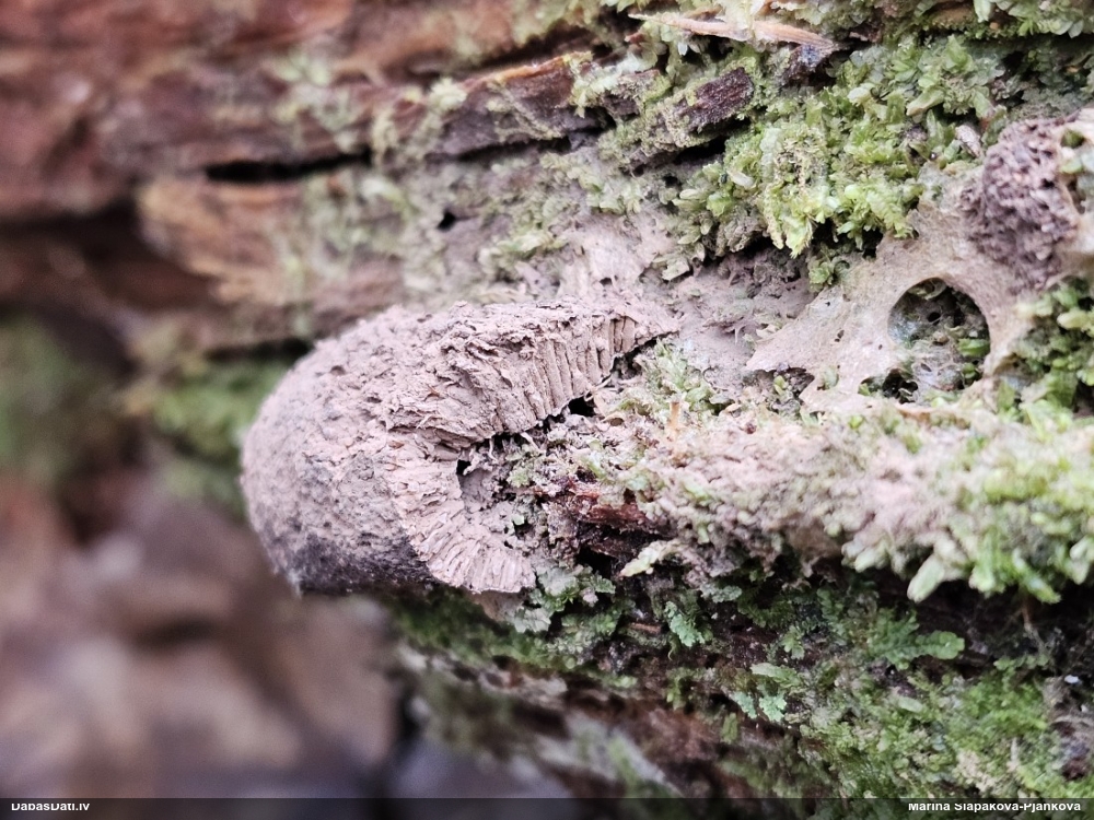 Aveņgļotsēne (nenoteikta)