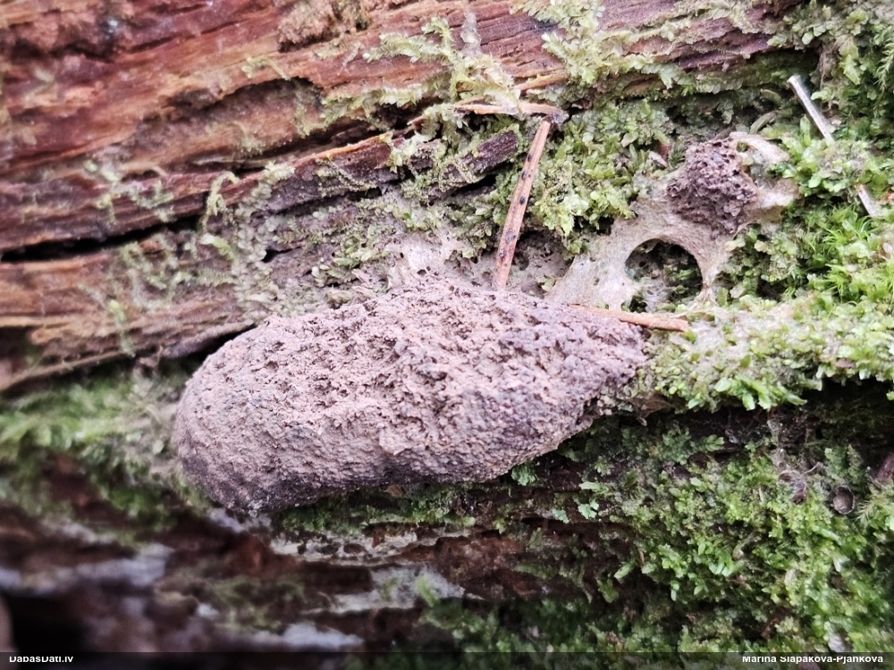 Aveņgļotsēne (nenoteikta)