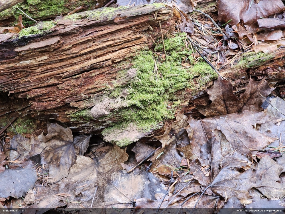 Aveņgļotsēne (nenoteikta)