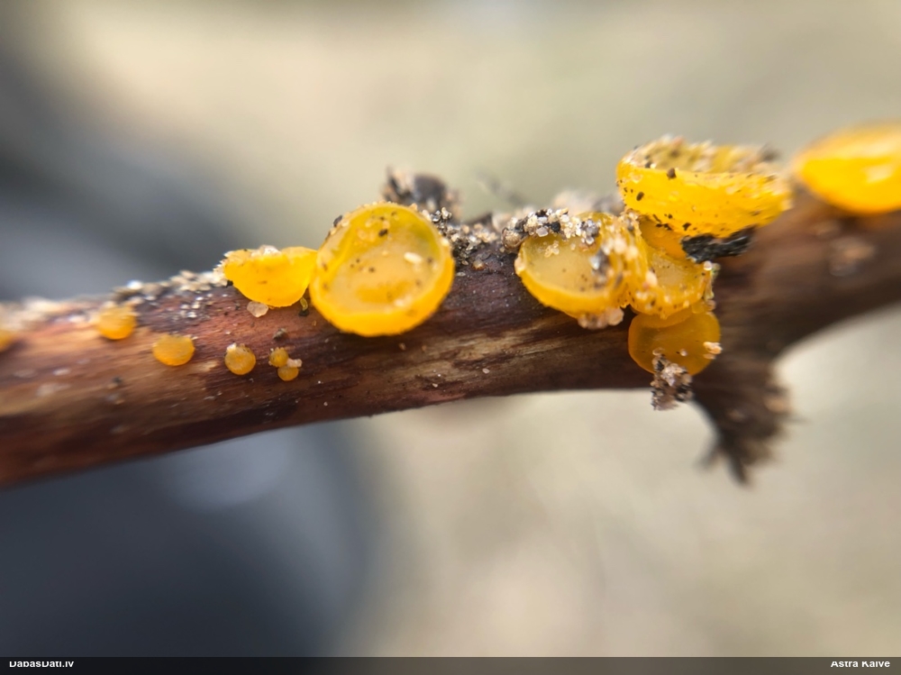 Askusēne (nenoteikta)