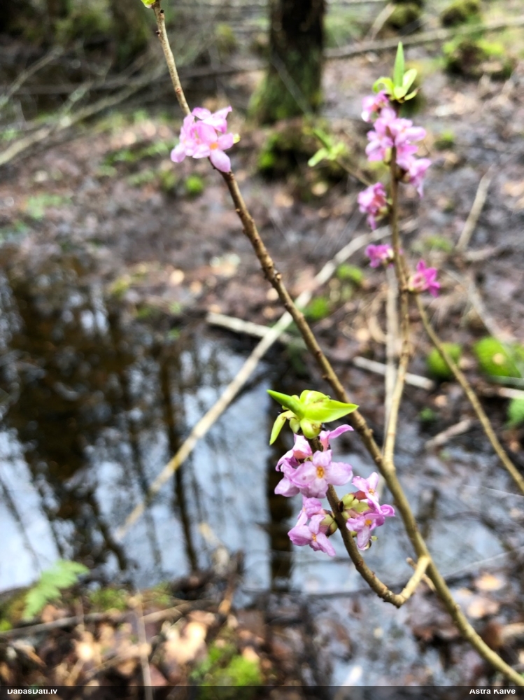 волчеягодник обыкновенный