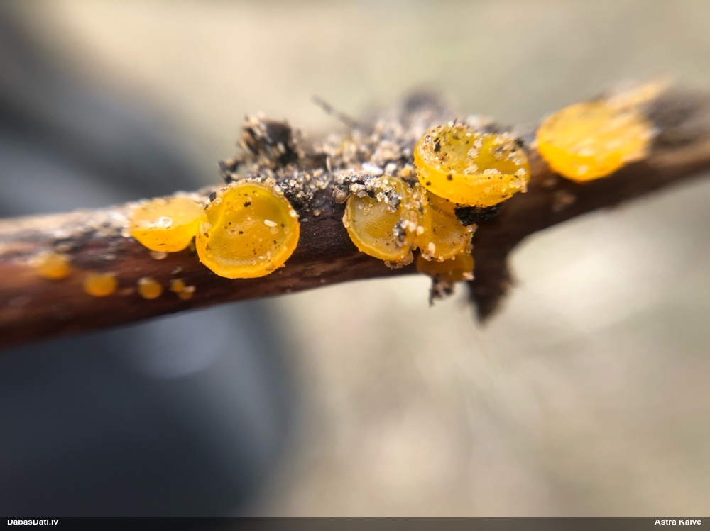 Askusēne (nenoteikta)