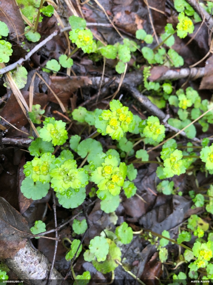селезеночник обыкновенный