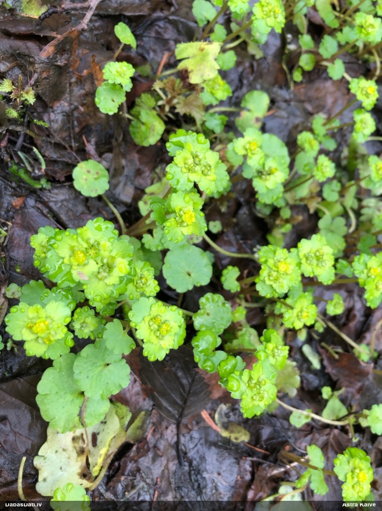 селезеночник обыкновенный