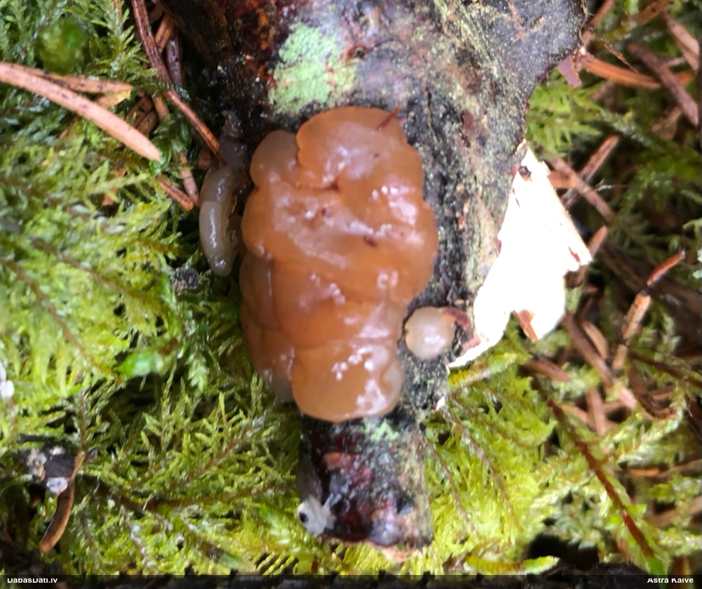 Skrimšļainā eksīdija