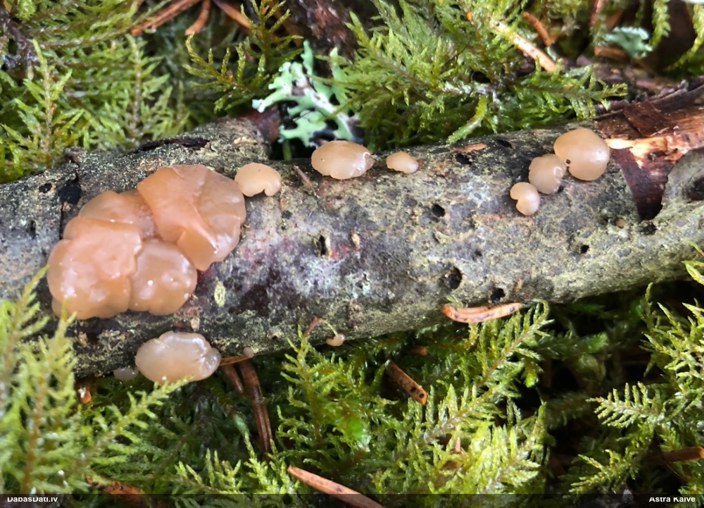 Skrimšļainā eksīdija