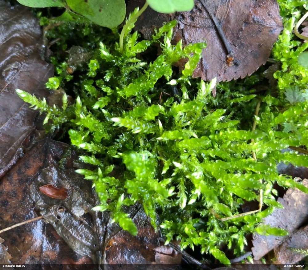 Nelīdzenā īsvācelīte