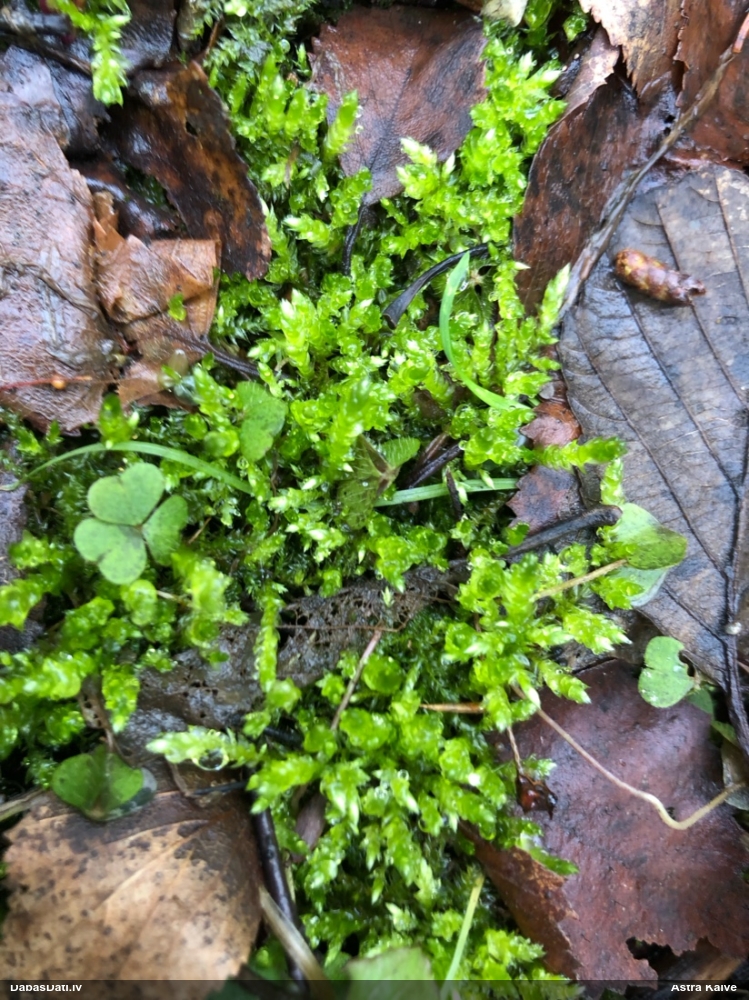 Nelīdzenā īsvācelīte