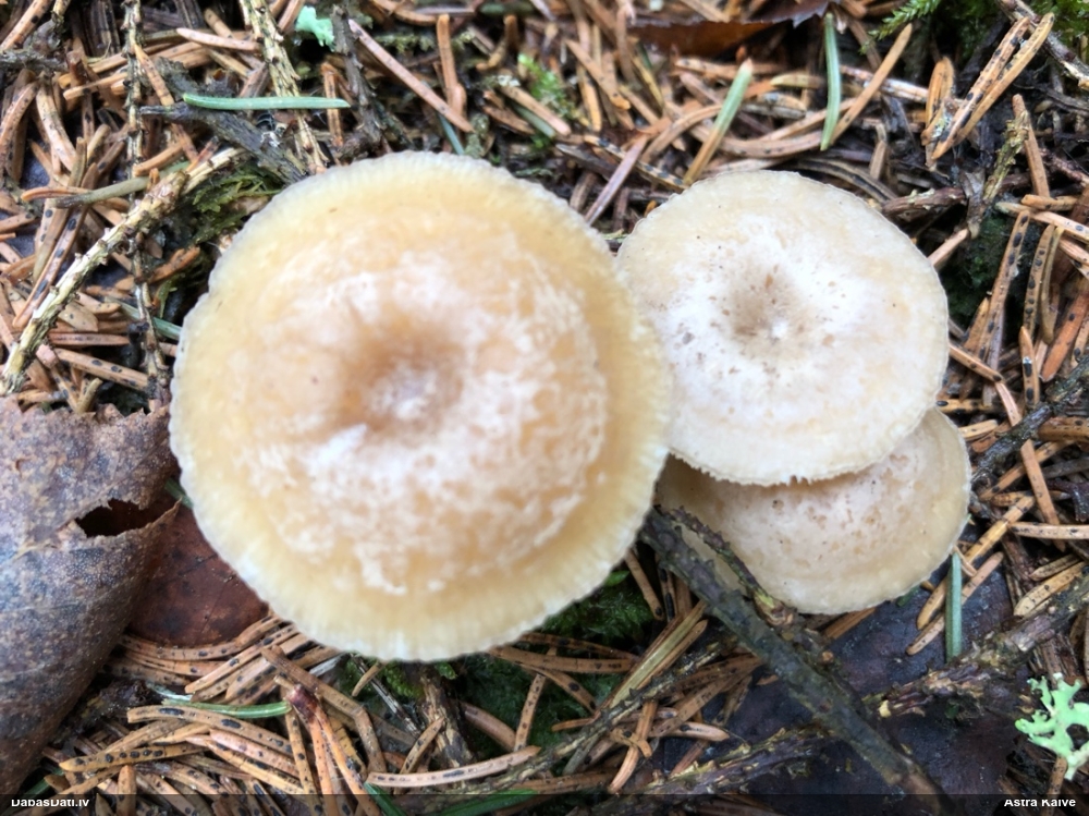 Apsarmotā piltuvene