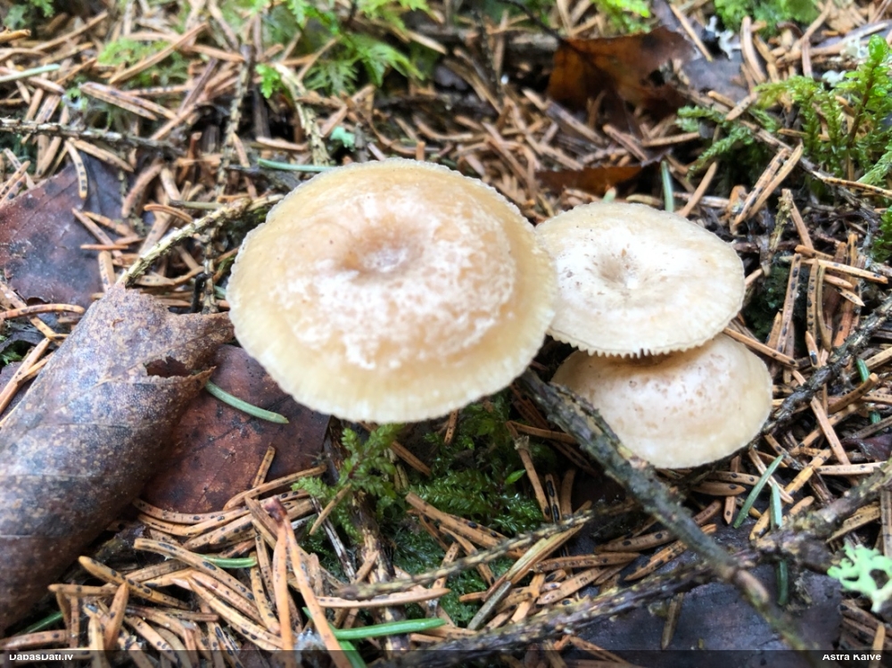 Apsarmotā piltuvene