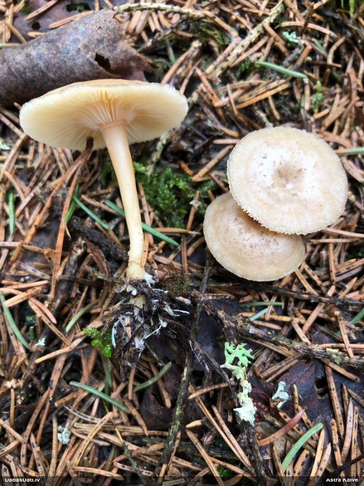 Apsarmotā piltuvene