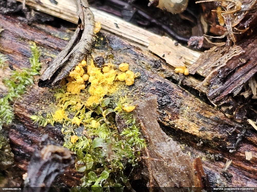 Trihija, hemitrihija (nenoteikta)