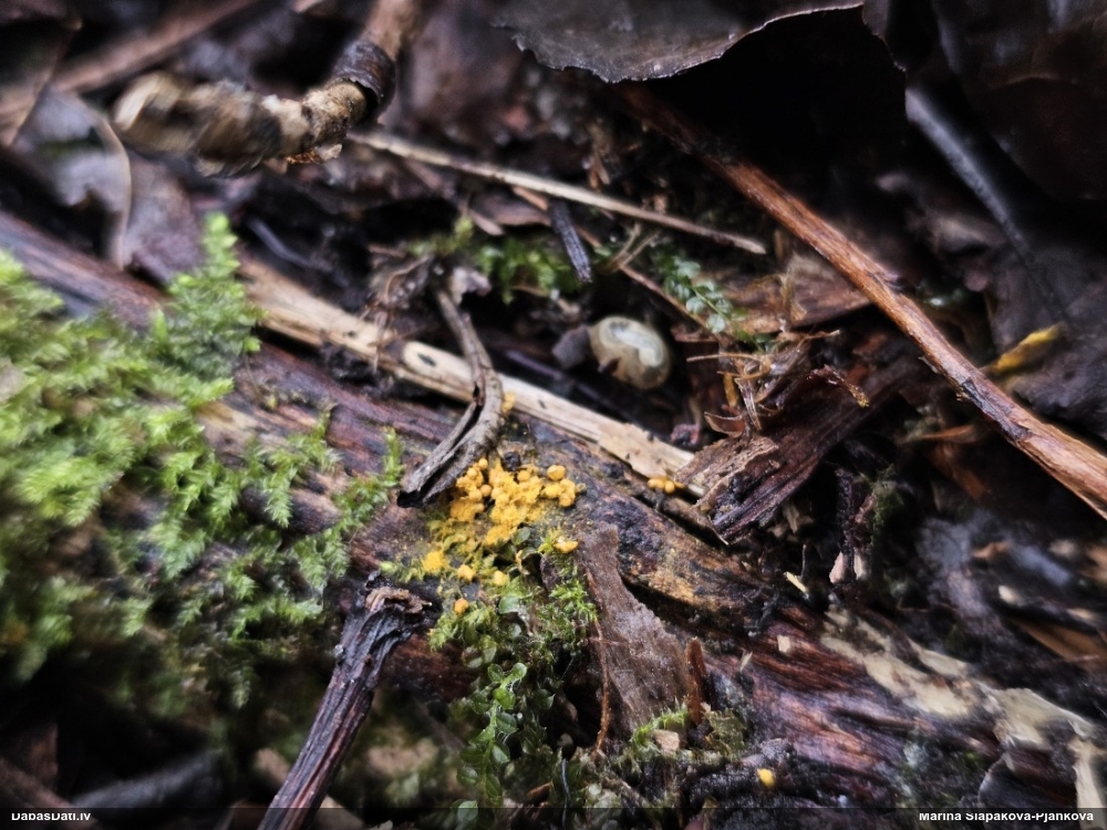 Trihija, hemitrihija (nenoteikta)