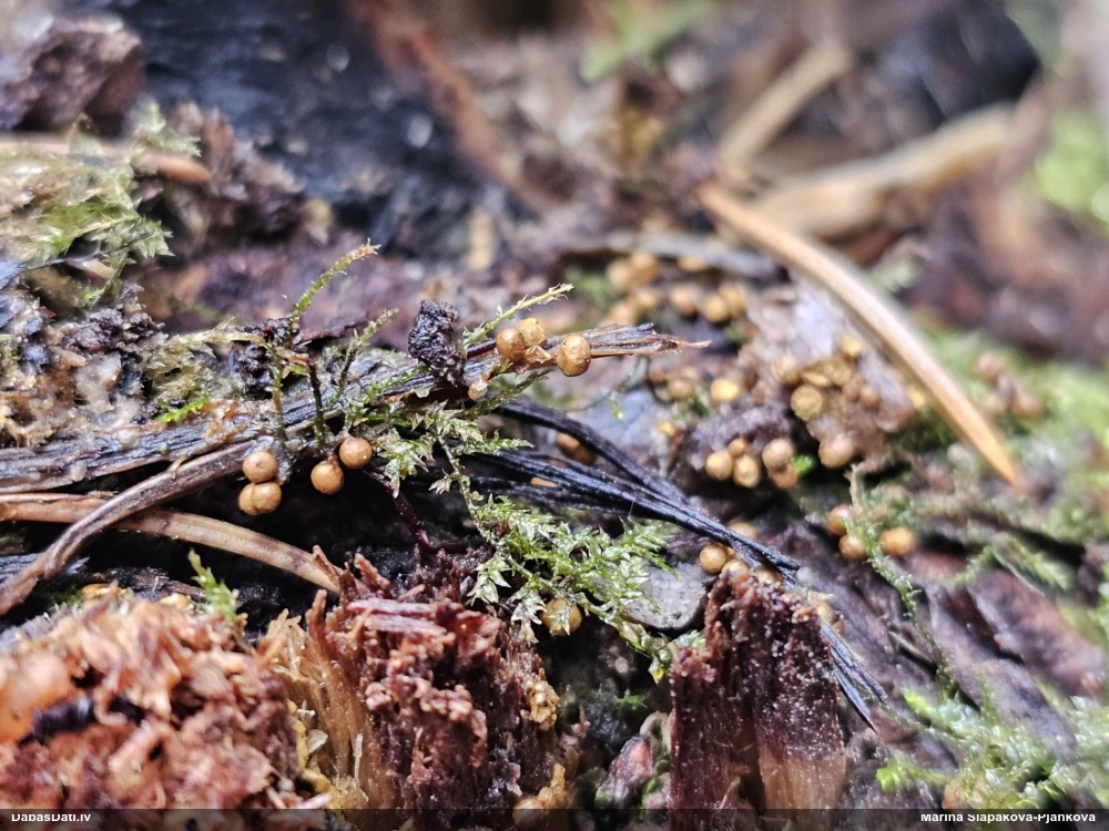 Trihija, hemitrihija (nenoteikta)