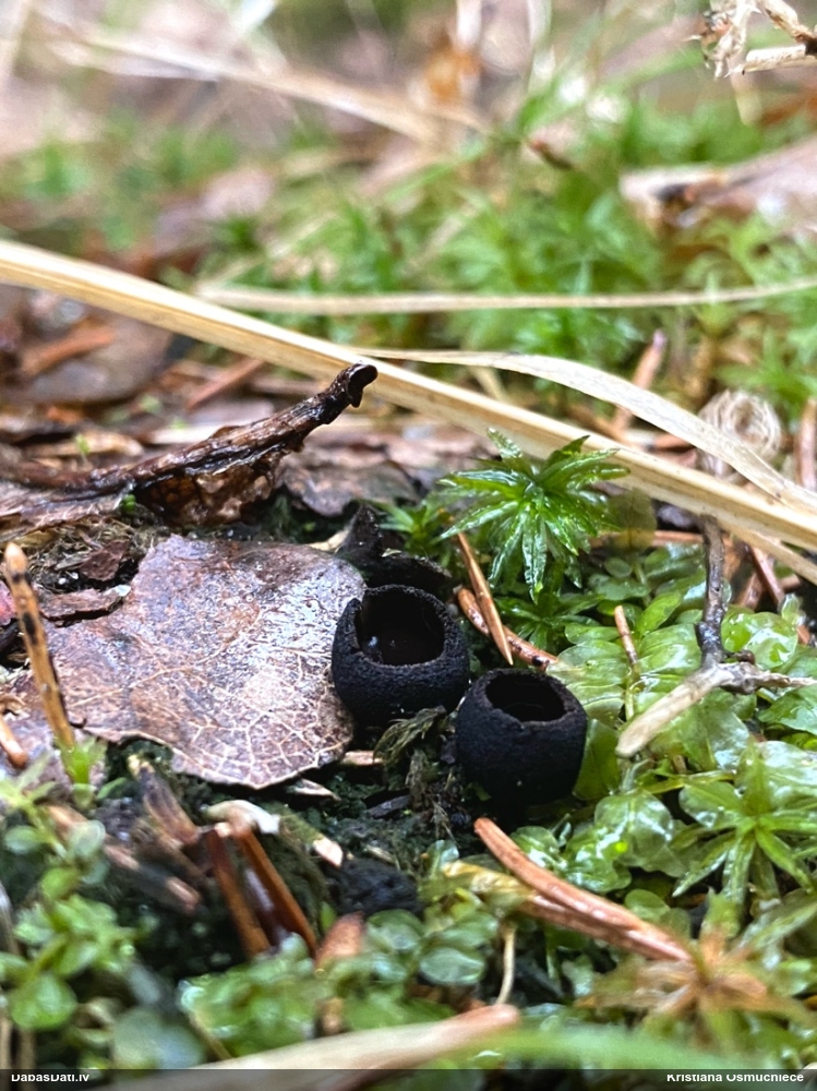 Melnā spožkausene (pseidoplektānija)