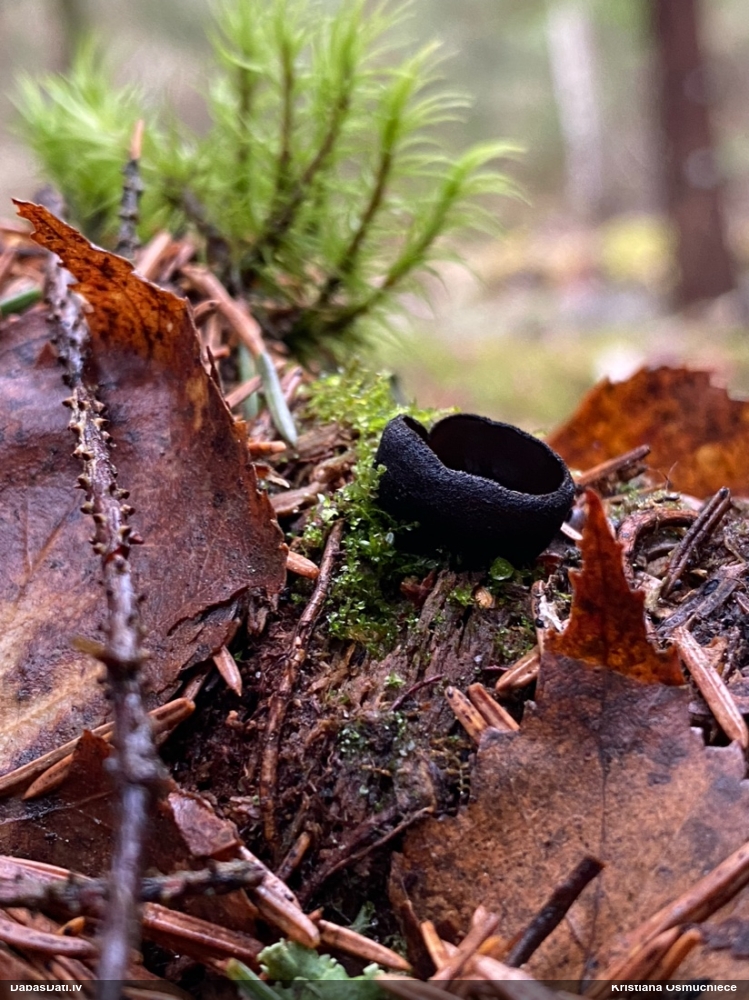 Melnā spožkausene (pseidoplektānija)