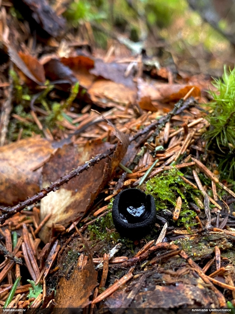 Melnā spožkausene (pseidoplektānija)