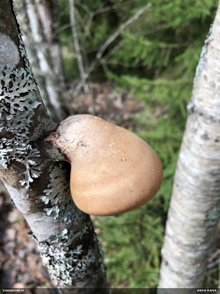 березовый Трутовик