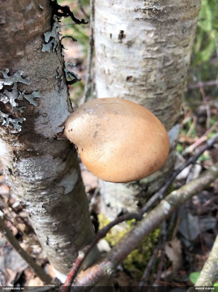 березовый Трутовик