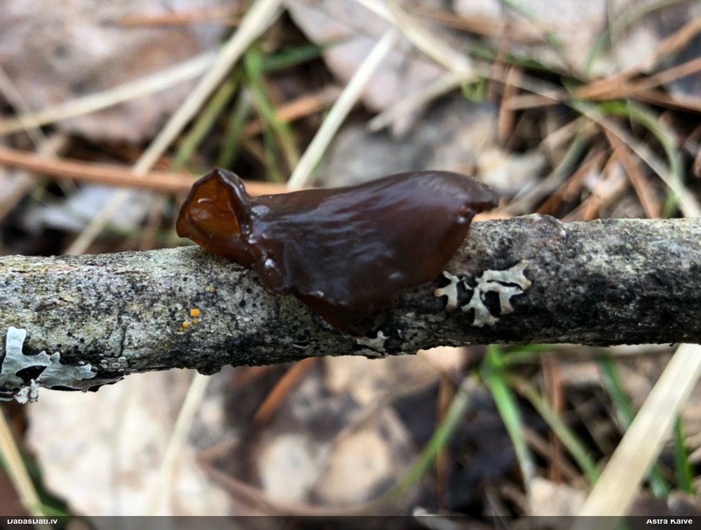 Saplacinātā eksīdija