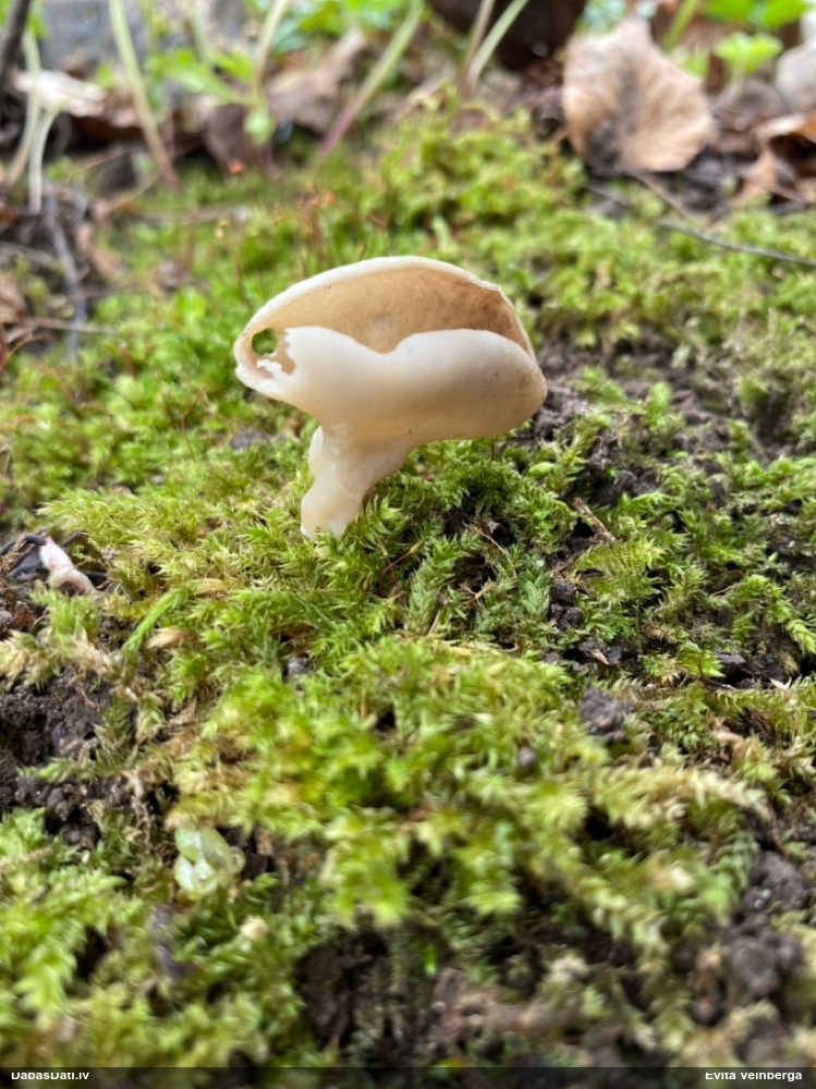 щитовидная дисцина