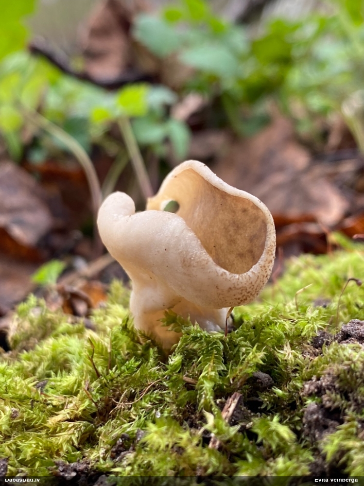 щитовидная дисцина