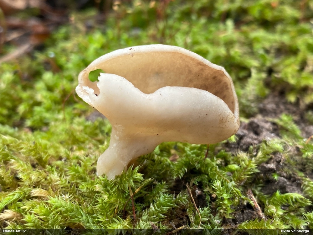 щитовидная дисцина