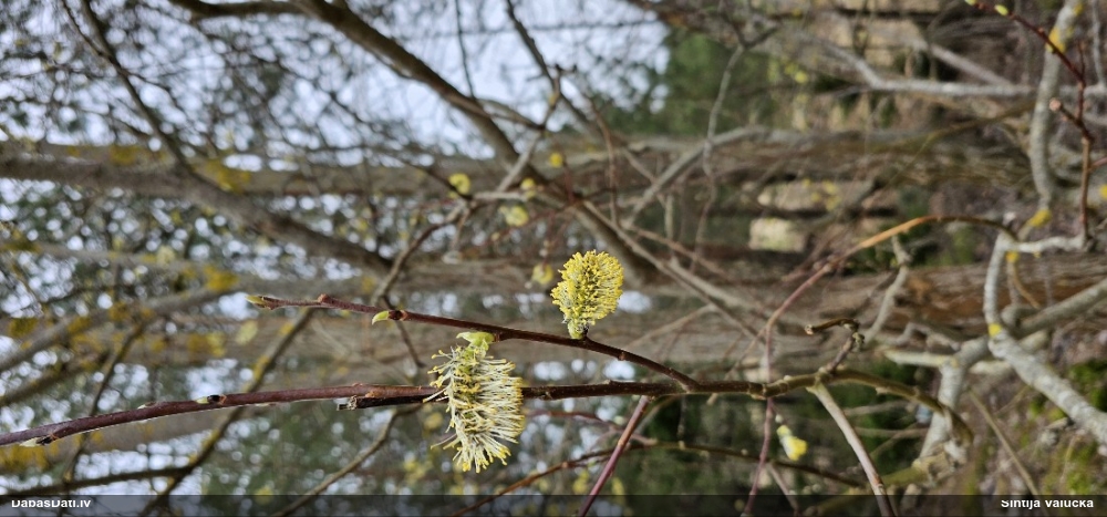 Blīgzna, pūpolvītols