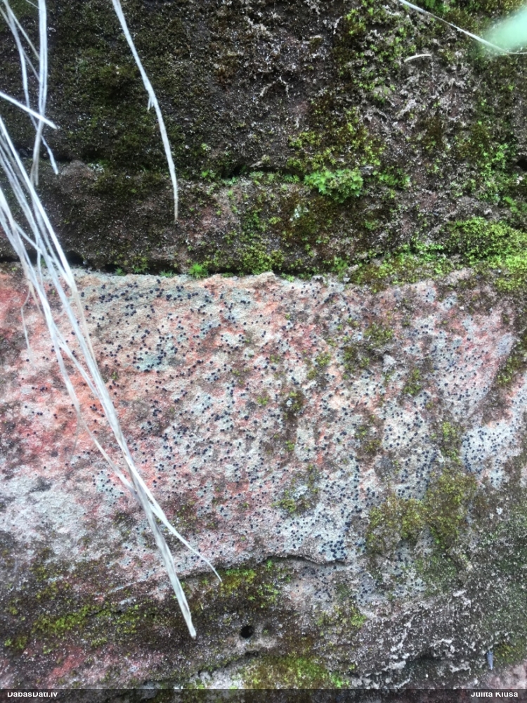 Ķērpis (nenoteikts)